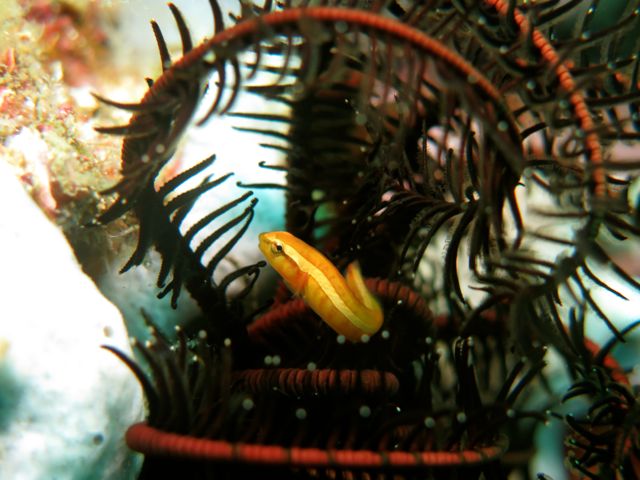 Twoline clingfish/Doubleline clingfish/Feather star clingfish