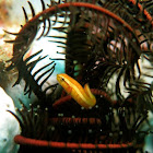 Twoline clingfish/Doubleline clingfish/Feather star clingfish