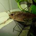 Brown Katydid(Video)