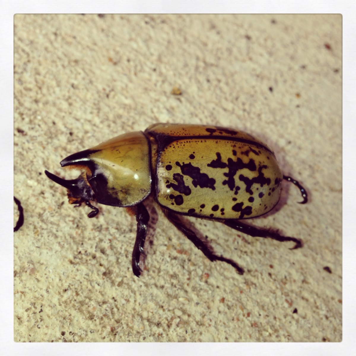 Eastern  Hercules beetle