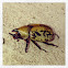 Eastern  Hercules beetle