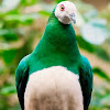 White-bellied imperial pigeon