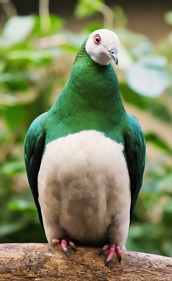 White-bellied imperial pigeon