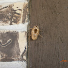 Tibicen Cicada (Shell)
