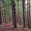 Norfolk Pines