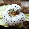 Figwort sawfly (larva)