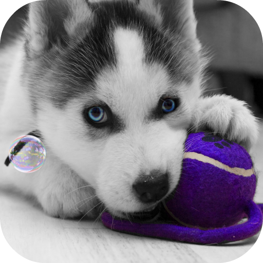 Husky puppies Live Wallpaper LOGO-APP點子