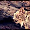 Lynx Boréale