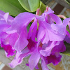  Cattleya orchid