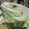 Green or Common Iguana