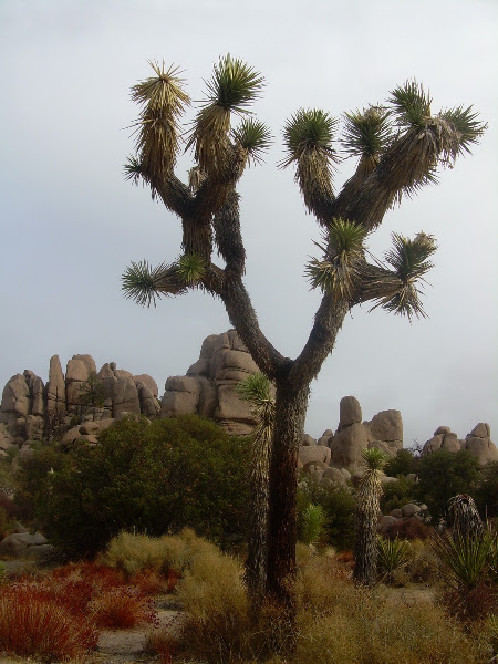 Joshua tree | Project Noah