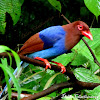 Sri Lanka blue magpie