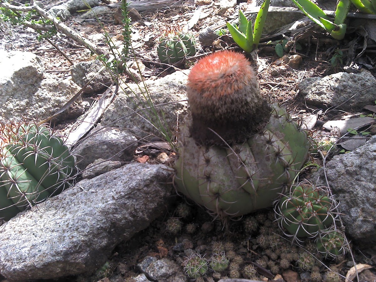 Dwarf Turk's-cap cactus