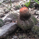 Dwarf Turk's-cap cactus