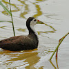 White-Breasted Waterhen