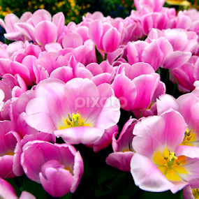 Blooming Pink Tulips by Welly Agus - Flowers Flower Gardens