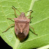 Brown Stink Bug