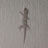 House gecko