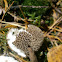 Dusky Puffball?