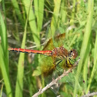 Band-winged meadowhawk (male)