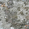 Fuscidea (Lichen)