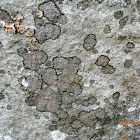 Fuscidea (Lichen)