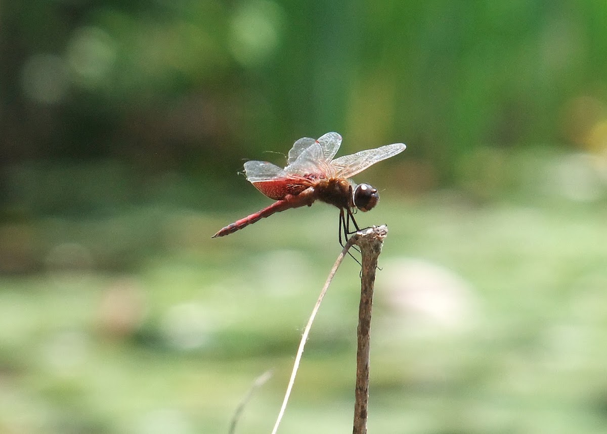 Carolina Saddlebags