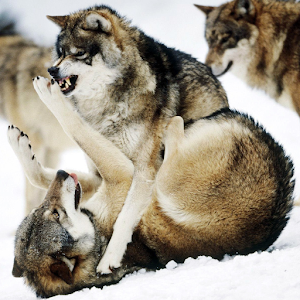 Волки Живые Обои.apk 1.0