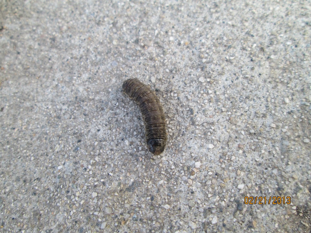 Army Cutworm Caterpillar
