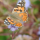 Painted Lady Butterfly