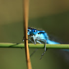 Male common blue damselfly