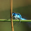 Male common blue damselfly