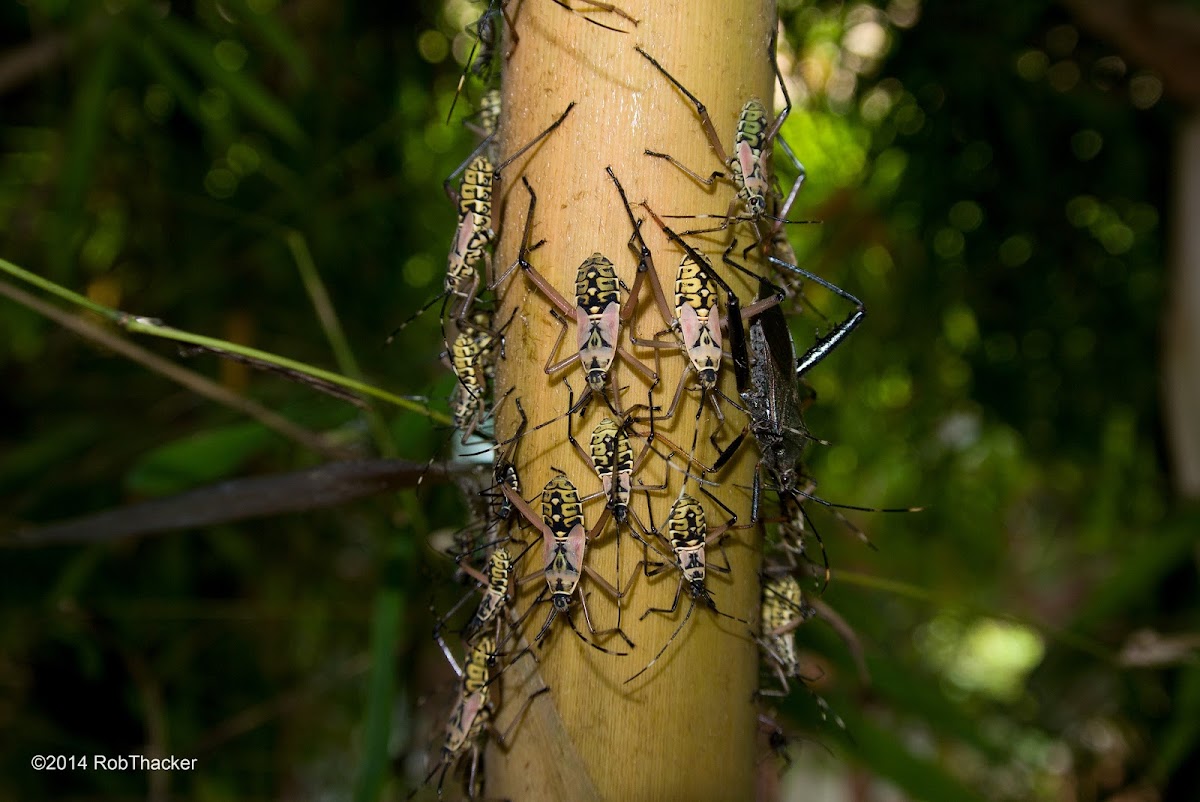 Bamboo Bugs