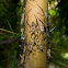 Bamboo Bugs