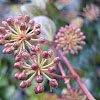 Ivy Flower Buds