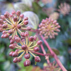 Ivy Flower Buds