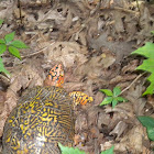 Eastern Box Turtle