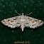 Asian Hydrilla Moth