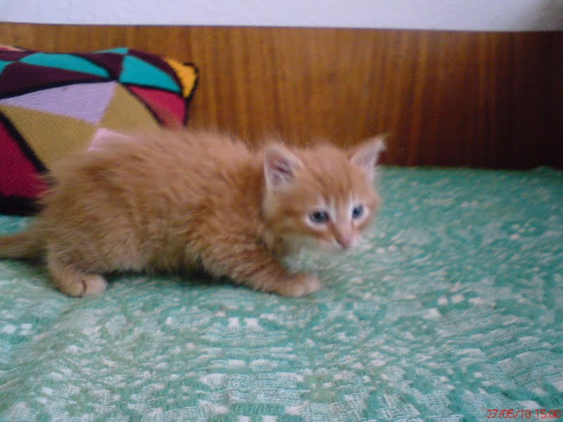 Little Orange Cat