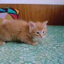 Little Orange Cat