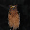 Buffy fish-owl