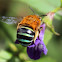 Blue-banded Bee (female)