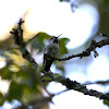 Anna's Hummingbird - Juvenile