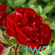 rose live wallpapers APK