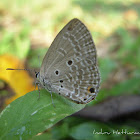 Plains Cupid