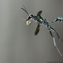 Solitary Wasp