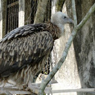 White backed Vulture