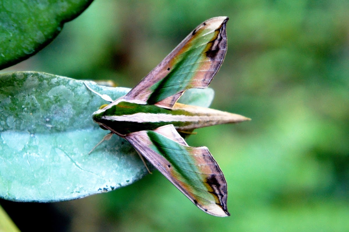 Green Hawk Moth