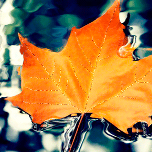 Autumn Leaf Live Wallpaper LOGO-APP點子