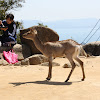 Sika Deer in Western Japan
